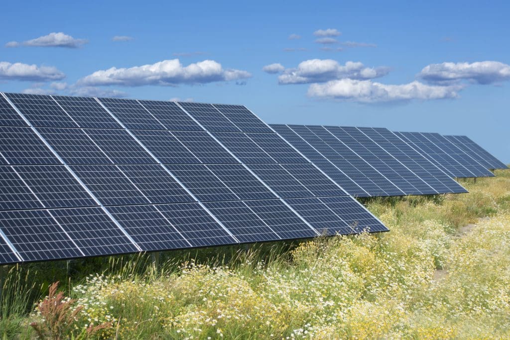 A solar meadow that is home to biodiversity