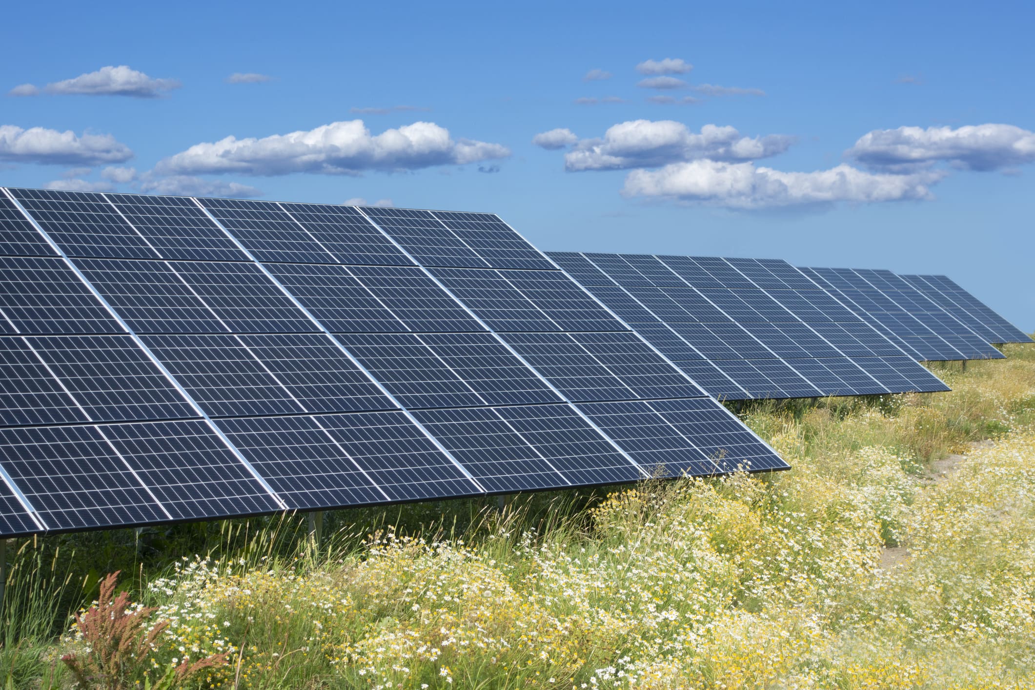 A solar meadow that is home to biodiversity