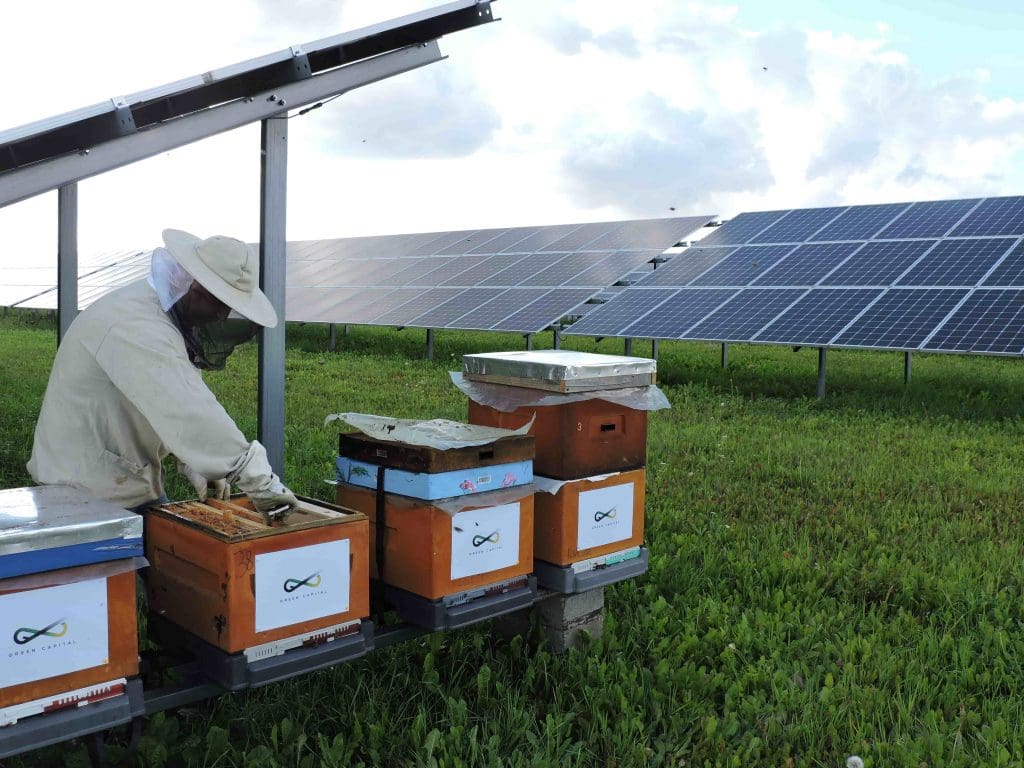 This Polish renewables developer combines solar energy and beekeeping 1 A photo of a beekeeper next to solar panels.