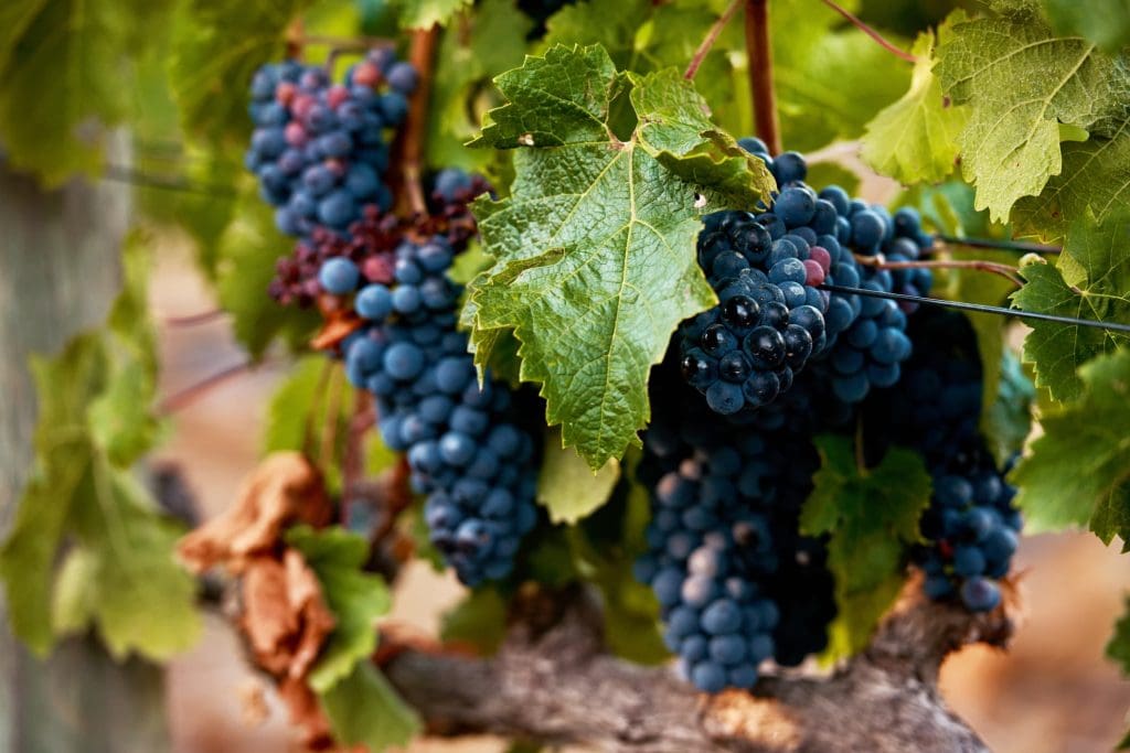Regenerative agriculture is changing how we make our wine 3 A photo of grapes on an eco-friendly wine farm that practices regenerative farming.