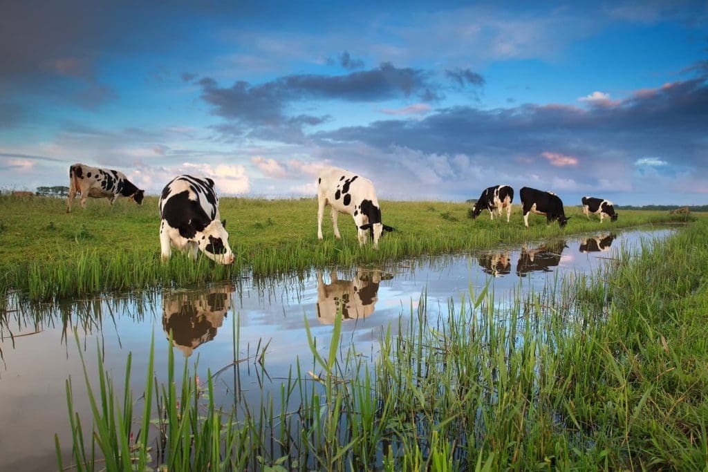 Dutch scheme to rewild livestock farms in sensitive areas approved 5 Cows grazing on a livestock farm in the Netherlands, which is rewilding environmentally sensitive farming areas.