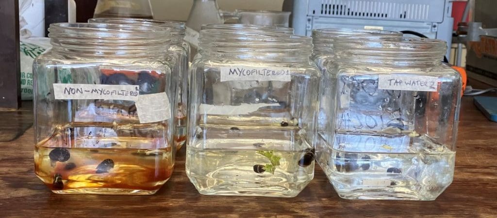 South African study shows how mushrooms can help clean up polluted rivers 1