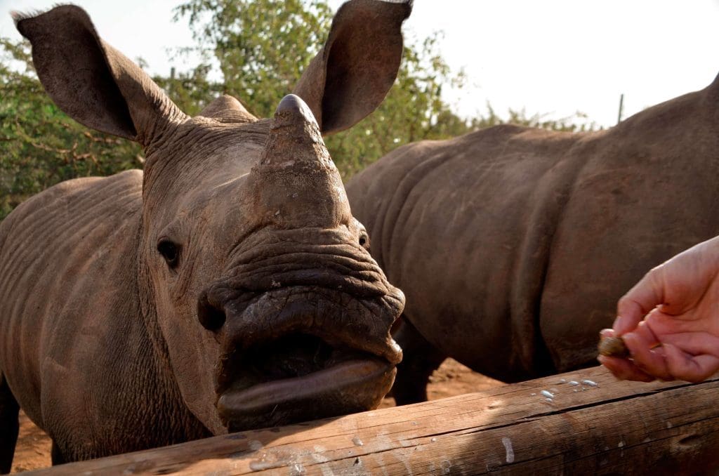 Rhino poaching plunges in South Africa thanks to dehorning programme 1 A baby rhino whose mother was killed by poachers