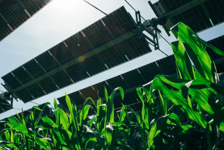 Crops growing under solar panels - a production method known as agrivoltaics