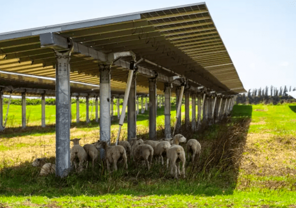 Agrivoltaics come of age 2 Agrivoltaics come of age 2