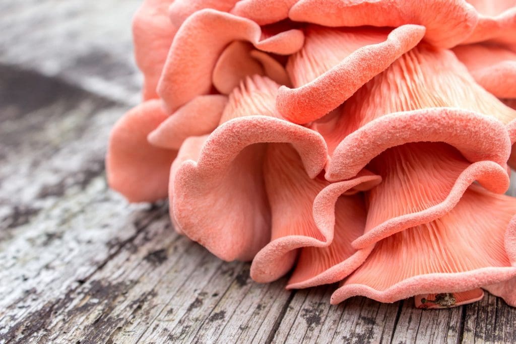 South African study shows how mushrooms can help clean up polluted rivers 5 A photo of a pink oyster mushroom, which is good at cleaning up polluted water.