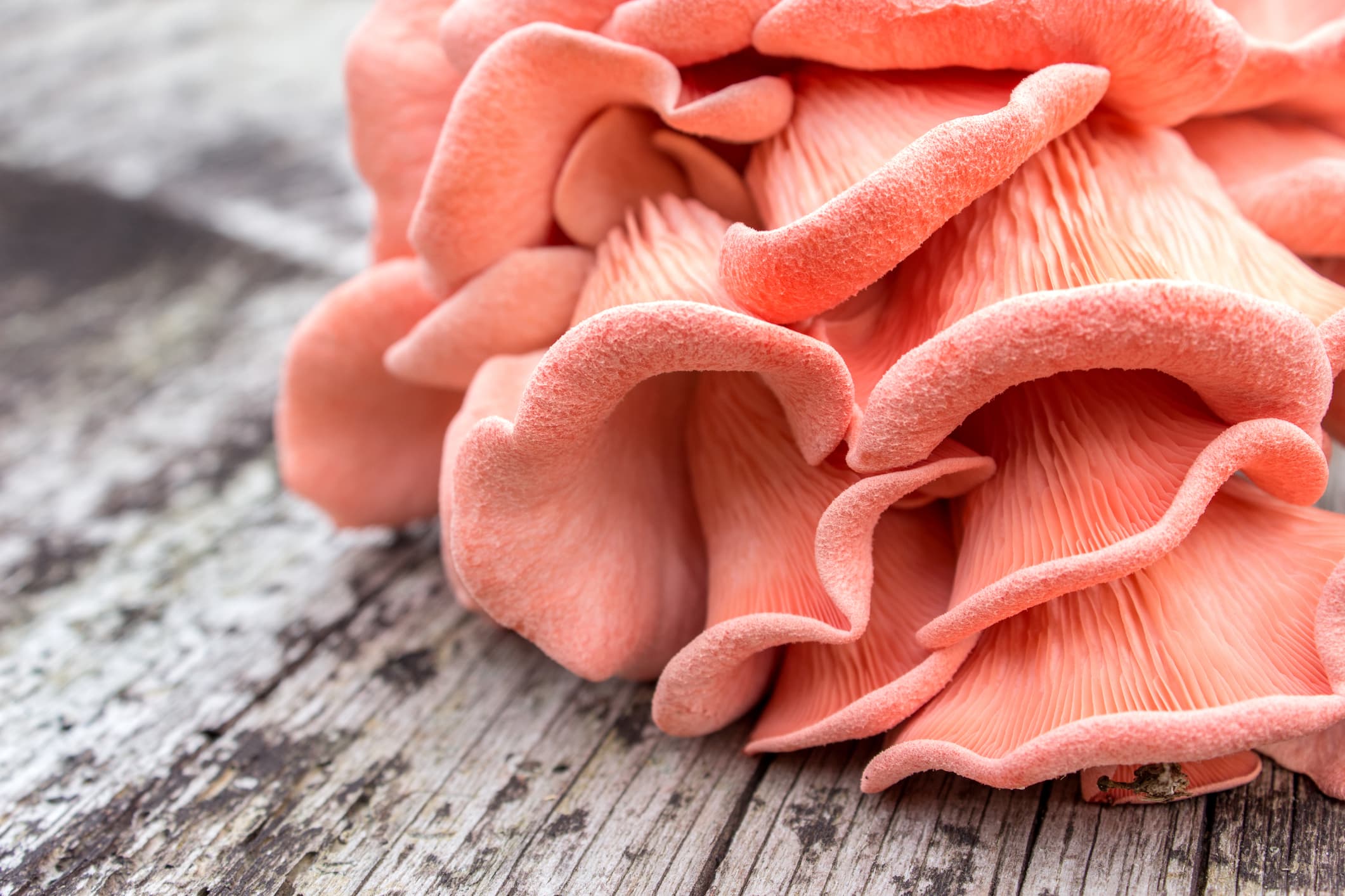 A photo of a pink oyster mushroom, which is good at cleaning up polluted water.