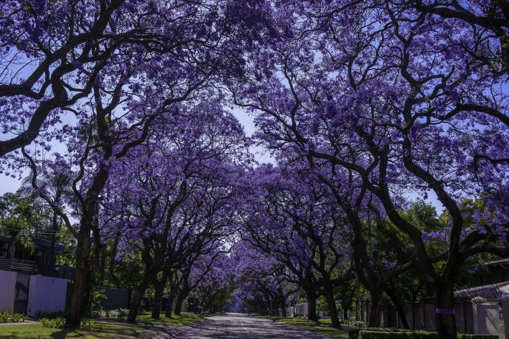 A photo of jacaranda trees in Johannesburg. The trees keep the city cool.