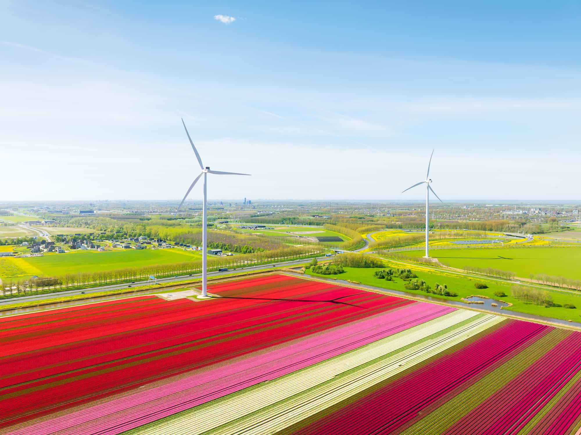 Wind turbines next to a tulip farm in the Netherlands, which is among the leaders in the transition to 100% renewable electricity.