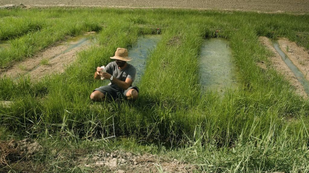 A photo of agricultural land where pesticides are used.