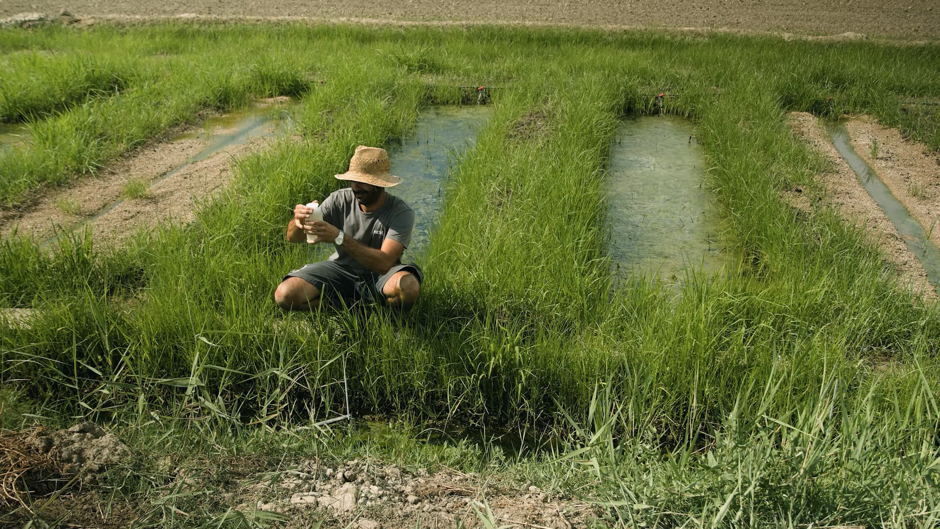 A photo of agricultural land where pesticides are used.