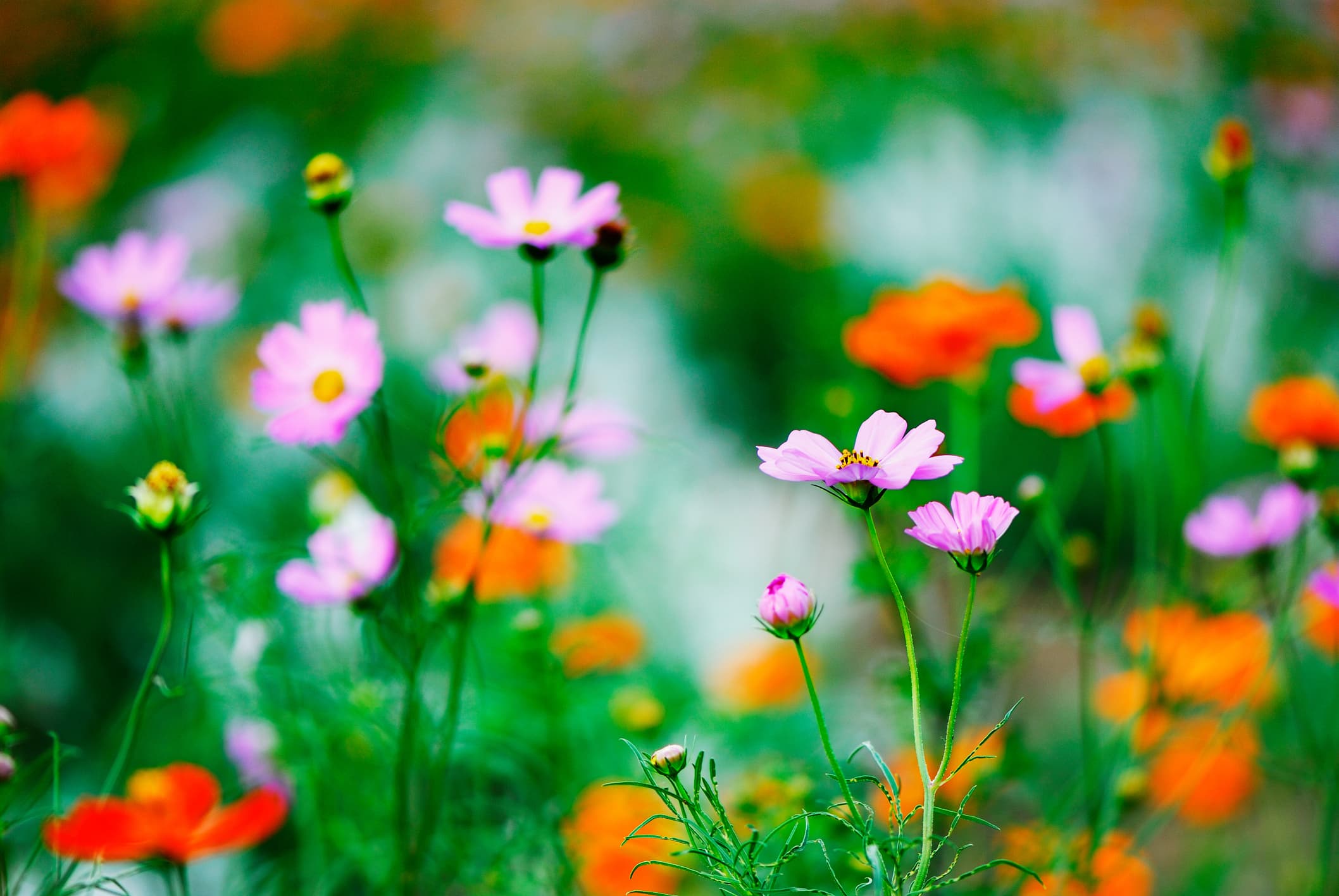 A photo of wildflowers, which help boost pollinator populations and biodiversity.