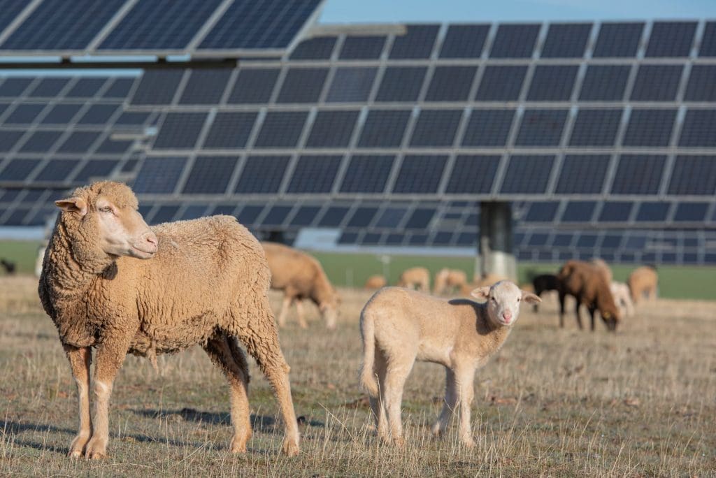 A photo of sheep grazing among solar panels.