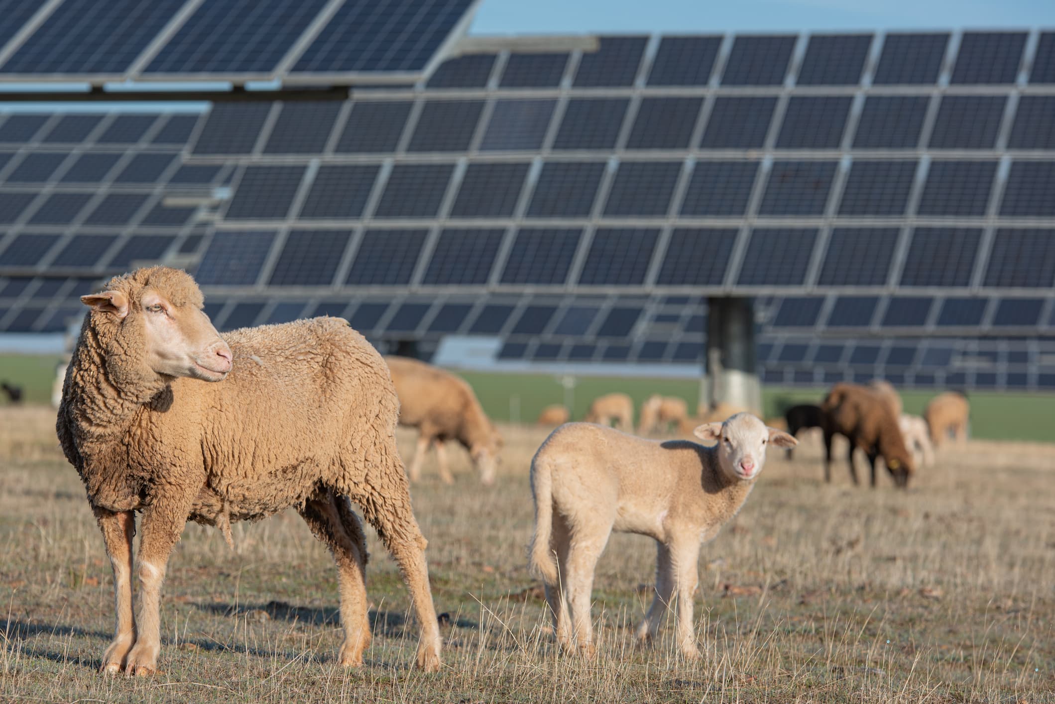 A photo of sheep grazing among solar panels.