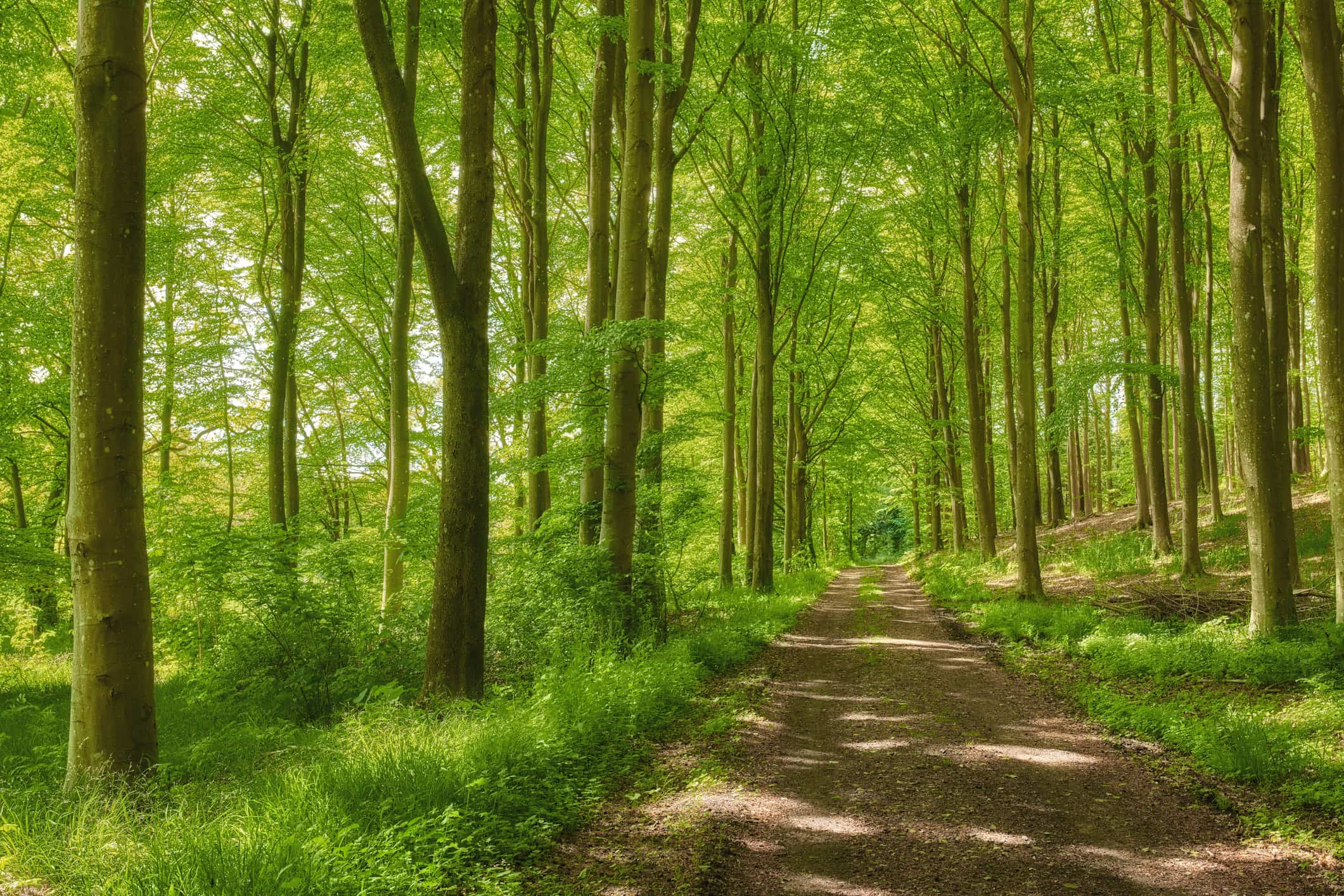 A forest in Denmark, which plans to rewild farmlands.