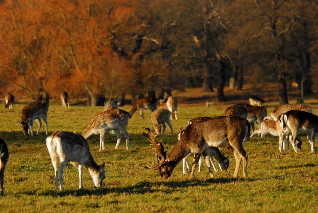 ‘National Park City’ movement to expand in 2025, following London’s lead 2 Deer in Richmond Park, London.