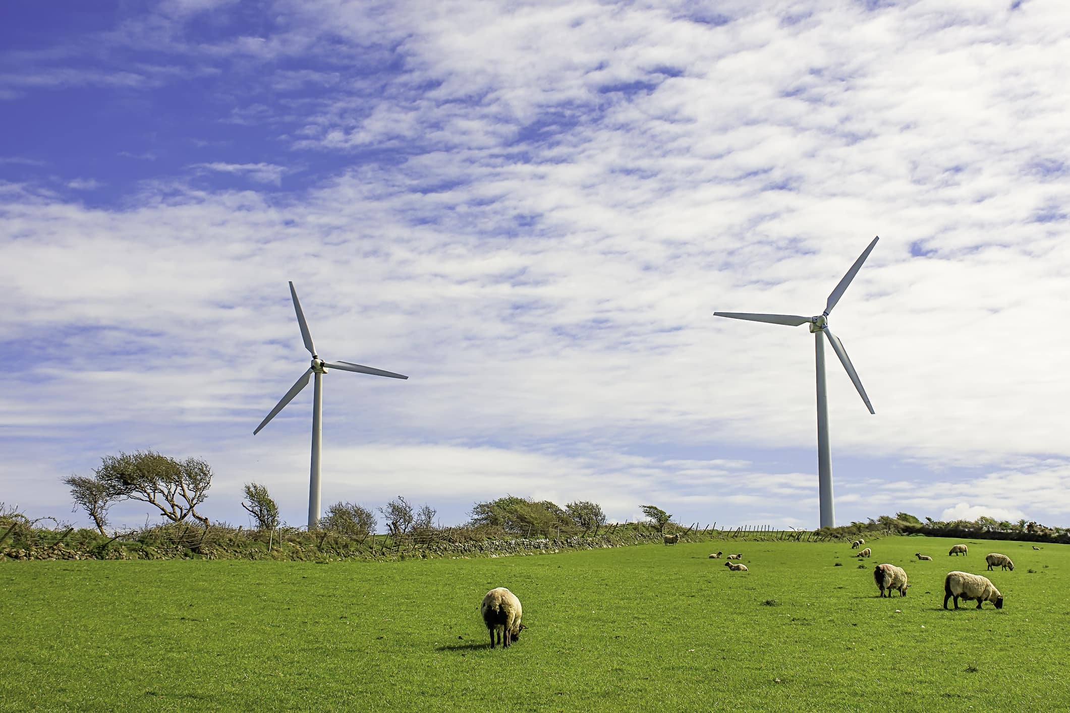 A photo of a UK wind farm with sheep grazing near the turbines. Wind is critical to the UK's decarbonisation plans.