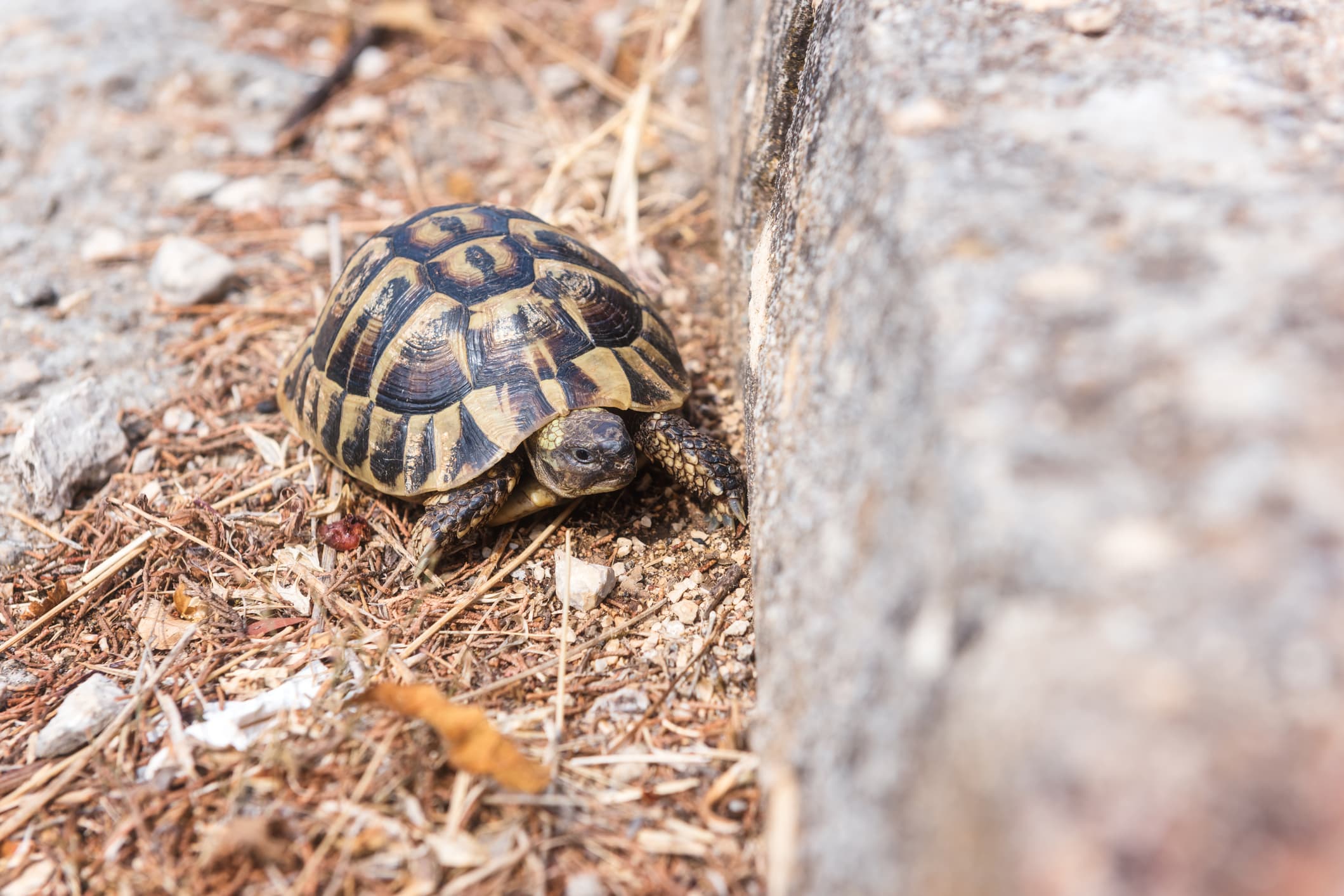 A turtle stuck on a road due to a vertical curb.