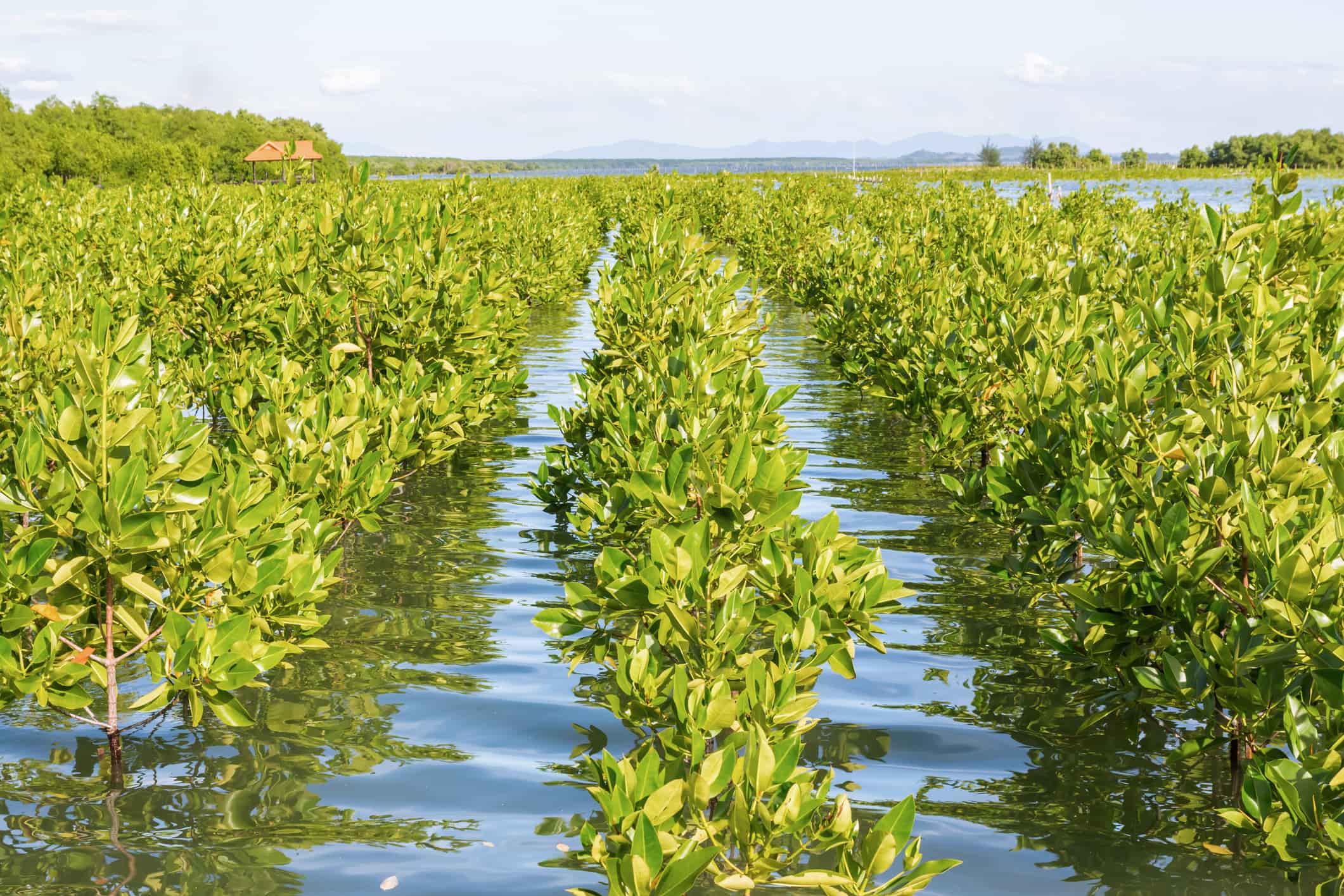 A photo of a mangrove plantation, which can help build resilience against climate change.