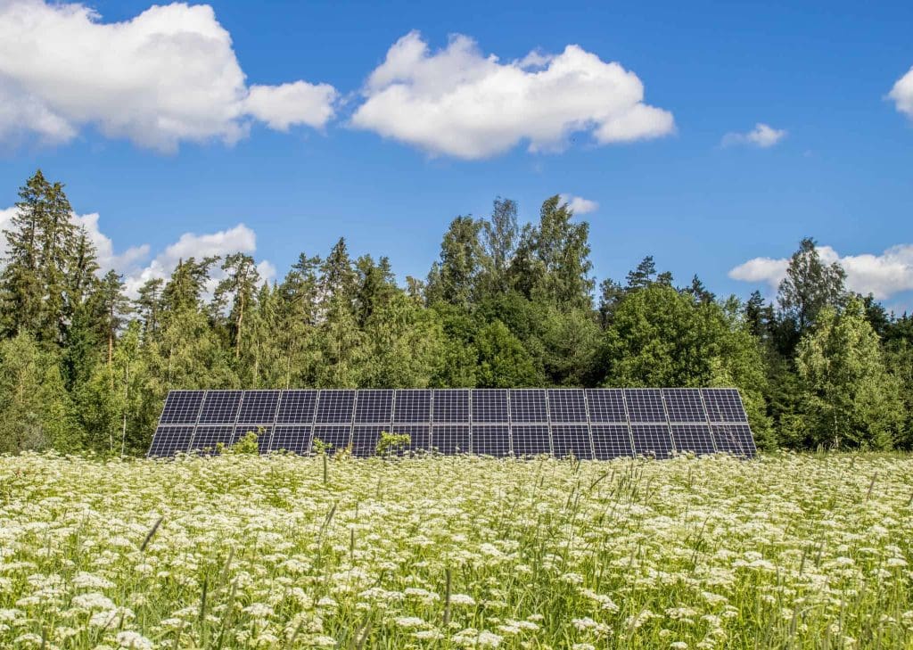 Solar farms can host up to three times as many birds as crop fields, study shows 1 A solar farm in a meadow that provides a good habitat for birds.