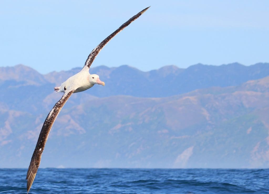 A photo of the Gibson`s Wandering Albatross, which is native to New Zealand.