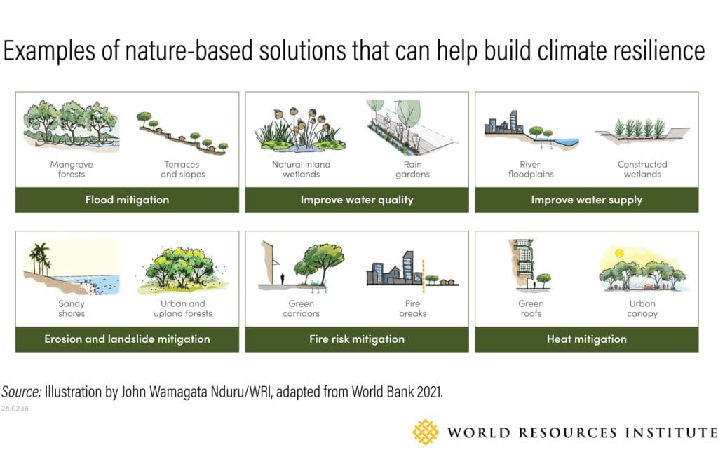 Nature-based solutions are gaining momentum across Africa 1