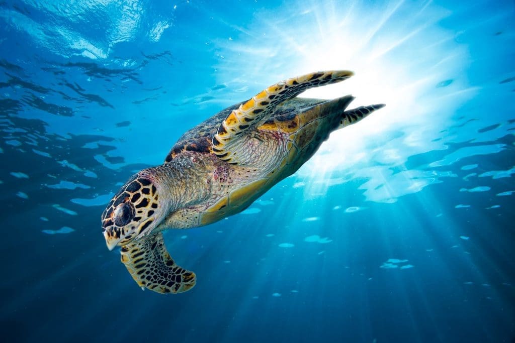 A photo of a sea turtle.